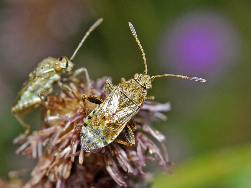 Lygaeidae? No, Rhopalidae: Stictopleurus punctatonervosus